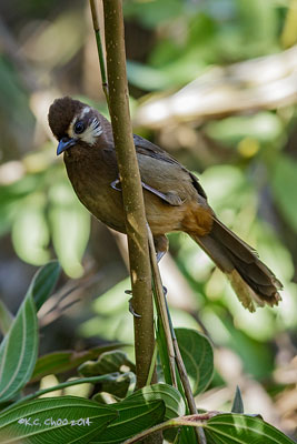 White-browed Laughingthrush
