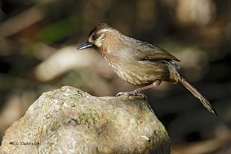 White-browed Laughingthrush