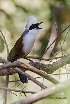 White-crested Laughingthrush