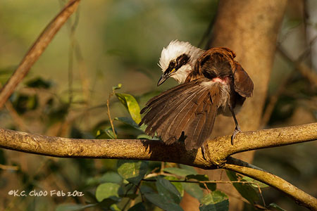 White-crested Laughingthrush