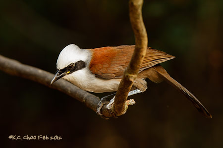 White-crested Laughingthrush