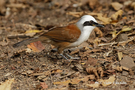 White-crested Laughingthrush