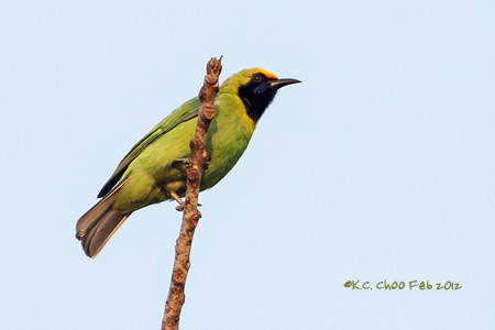 Golden-fronted Leafbird