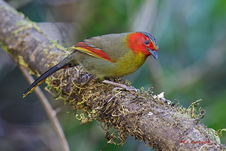 Red-faced Liocichla
