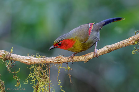 Red-faced Liocichla
