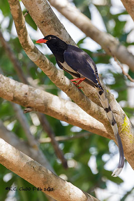 Red-billed Blue Magpie