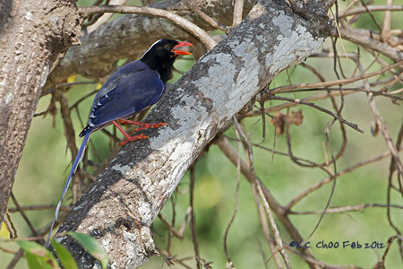 Red-billed Blue Magpie