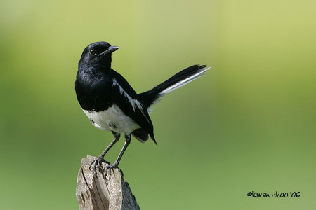 Oriental Magpie Robin