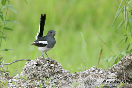 Oriental Magpie Robin