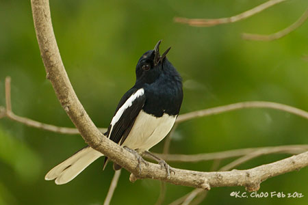 Oriental Magpie Robin