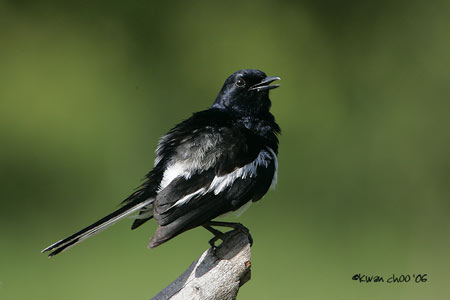 Oriental Magpie Robin
