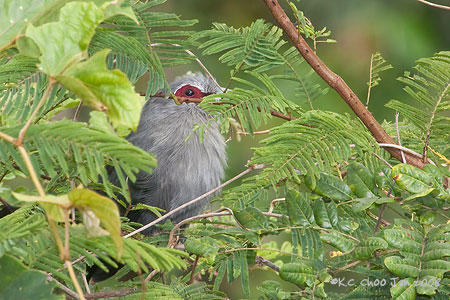 Green-billed Malkoha