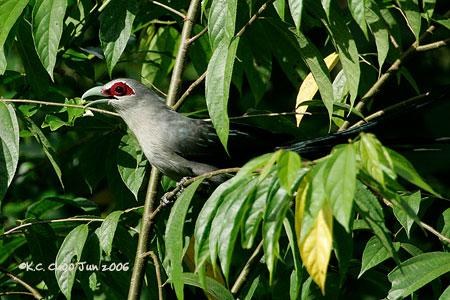 Green-billed Malkoha