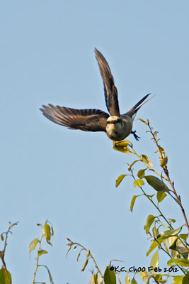 Ashy Minivet