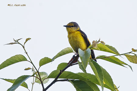 Long-tailed Minivet