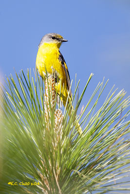 Long-tailed Minivet
