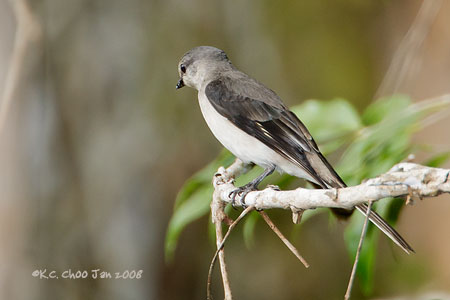 Rosy Minivet
