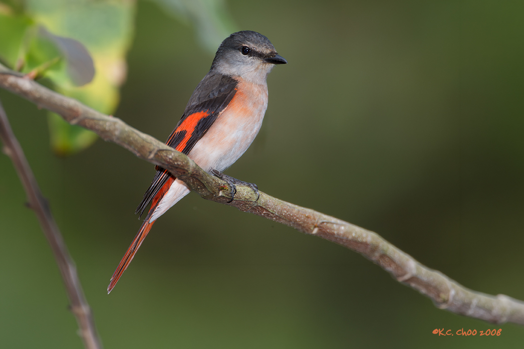 Rosy Minivet