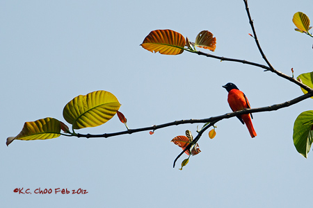 Scarlet Minivet