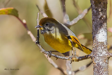 Chestnut-tailed Minla