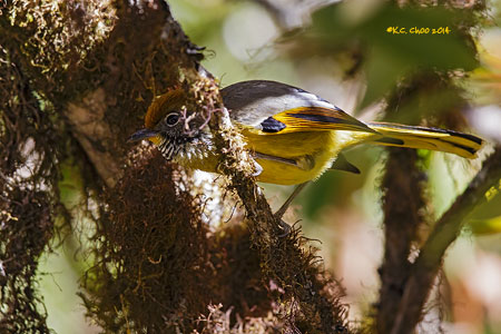 Chestnut-tailed Minla
