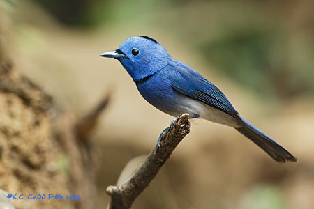 Black-naped Monarch