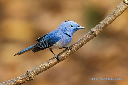 Black-naped Monarch