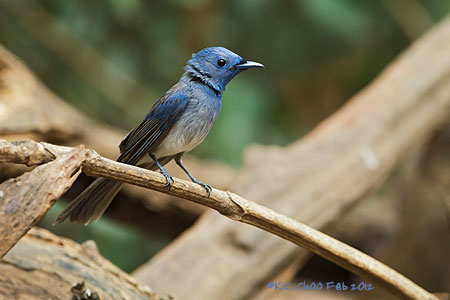 Black-naped Monarch