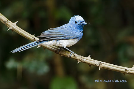 Black-naped Monarch