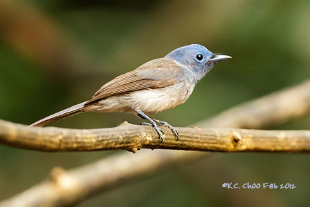Black-naped Monarch