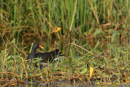 Common Moorhen