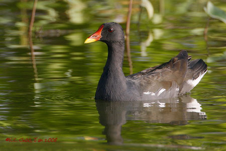 Common Moorhen