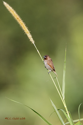 Scaly-breasted Munia