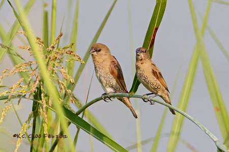 Scaly-breasted Munia