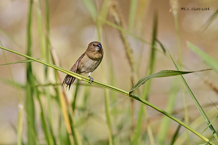 Scaly-breasted Munia