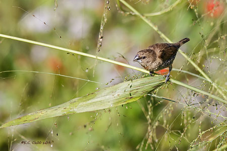 Scaly-breasted Munia