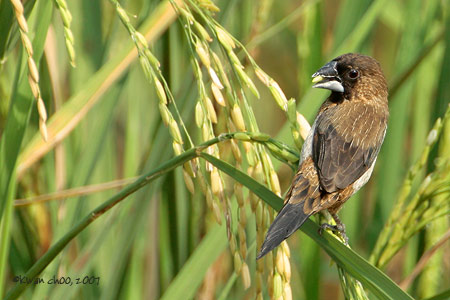 White-rumped Munia