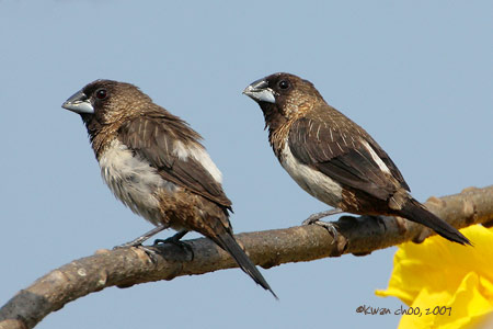 White-rumped Munia