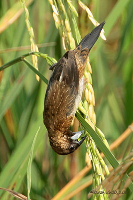 White-rumped Munia