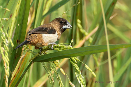 White-rumped Munia