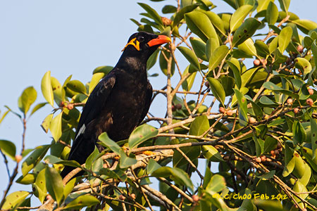 Hill Myna