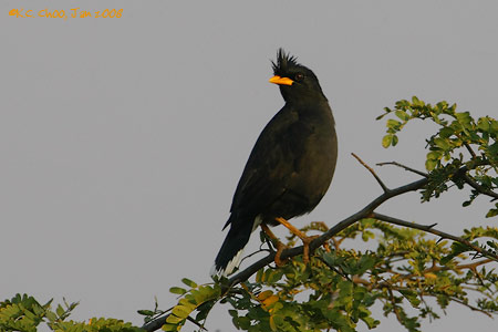 White-vented Myna