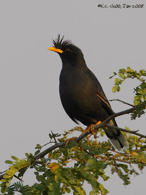 White-vented Myna