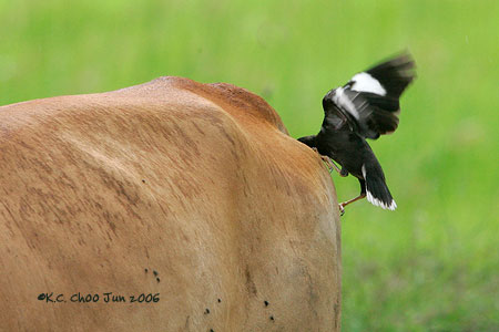 White-vented Myna