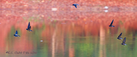 Brown-backed Needletail