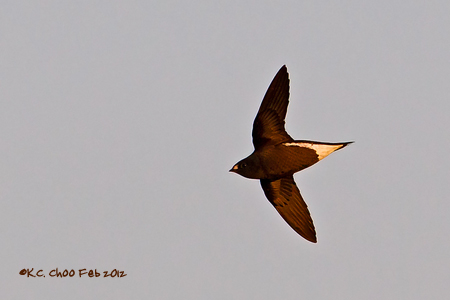 Brown-backed Needletail