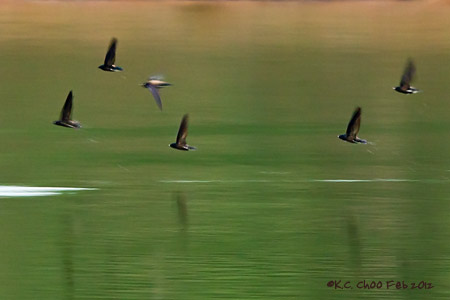 Brown-backed Needletail