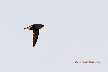 Brown-backed Needletail