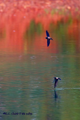 Brown-backed Needletail
