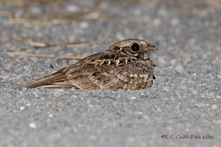 Indian Nightjar
